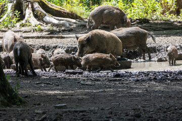 Wild boar (Sus scrofa) in the forest