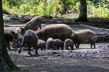 Wild boar (Sus scrofa) in the forest