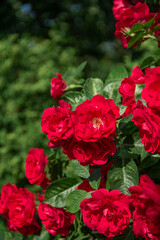 Beautiful Red Roses Bloom in Summer Garden. Flowers Grow Outdoors. Natural Background. Bright Buds Close-Up in Greenery. Gardening in the City. Vertical Shot.