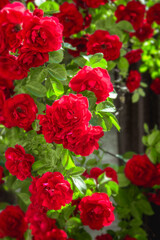 Beautiful Red Roses Blooming in the Summer Garden in the Sunlit Summer. Flowers Grow Outdoors. Natural Background. Bright Buds Close-Up in Greenery. Design for a postcard, poster.