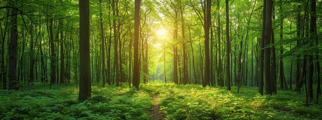 Obraz premium The sun illuminates the forest, where lush green grass meets tall, leafy trees