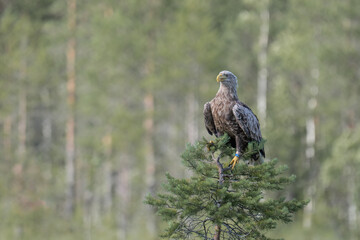 White-tailed Eagle (Haliaeetus albicilla) perches on a small pine tree