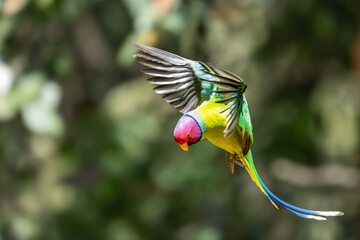 Plum-headed parakeet (Psittacula cyanocephala) flying in the forest, Sattal, Uttarakhand, India