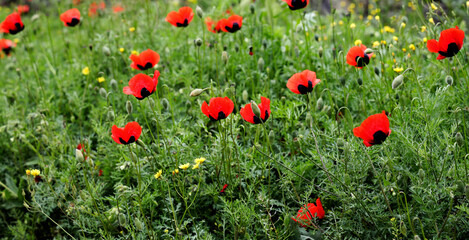 Poppies on green field on summer season. Beautiful field of red poppies in day light. meadow of poppies bright red flowers grow. Flowering red corn poppies with green buds and capsules