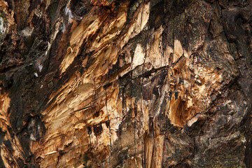 old wood bark texture background