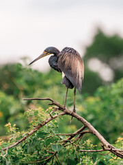 Tri-colored heron on a tree branch