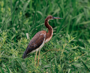 Heron standing in the wetlands