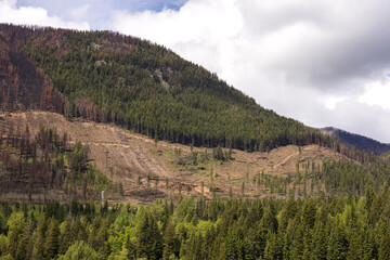 View of mountainside clearcut after wildfire in British Columbia.