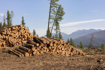 Loggers pile cut timber from wildfire in stacks on mountainside.