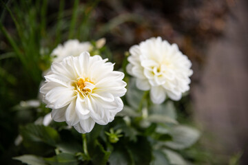 Flower Dahlia white with green leafs