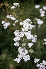 Achillea millefolium yarrow with green leaves