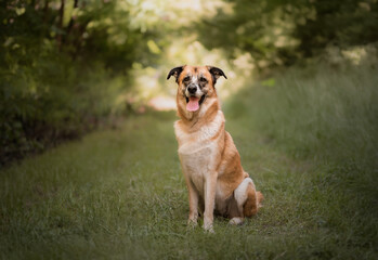 Obraz premium Portrait of a large dog sitting in nature.