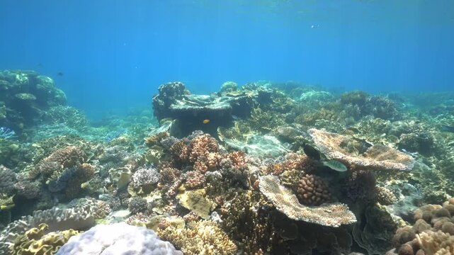 A coral reef is shown in the video, with a variety of colorful corals