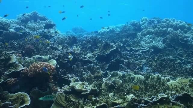 scuba diver is diving in a shallow coral reef