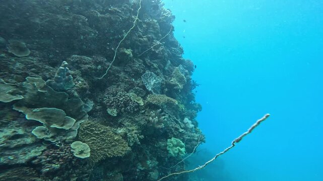 a scuba diver is diving near a reef wall