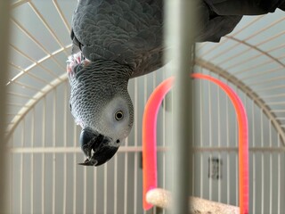 African gray parrot hangs upside down inside a cage