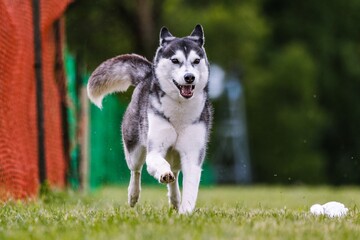 Siberian Husky running lure coursing dog sport in grass