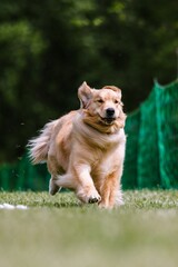 Golden Retriever running lure course dog sport
