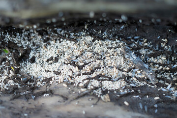 Ant nest under bark of tree with eggs and flys - summer season
