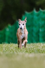 Tan Italian Greyhound running lure coursing dog sport in grass