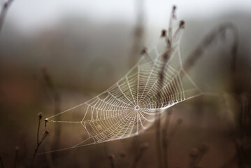 Close up image of detailed spider web in field