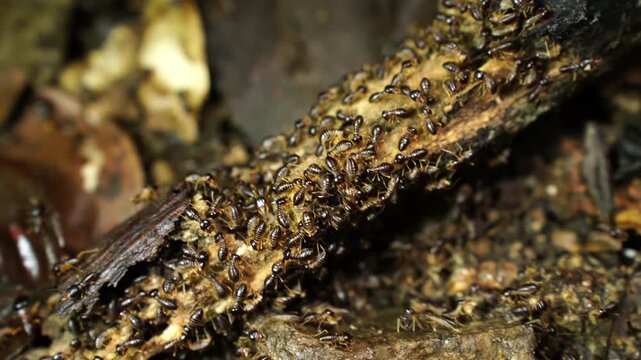 white ants or termites on decomposing wood. As an enemy of wooden houses as well. Termites walking in a row