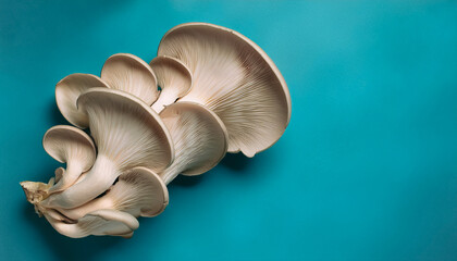 Fototapeta premium A lots of fresh Organic White pleurotus ostreatus&nbsp;mushroom. pattern texture background.