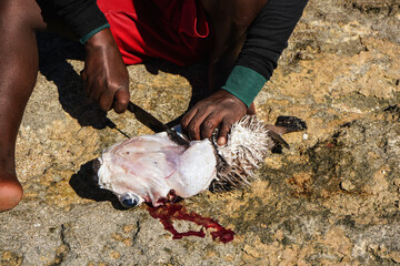 Malagasy fisher cleaning freshly caught porcupine pufferfish on the beach, detail as sun shine over his bare feet and hand holding knife cutting fish, intestines visible