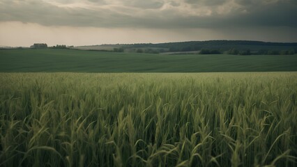 a misty, dark grassy landscape