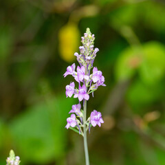 暑さに耐える植物たち