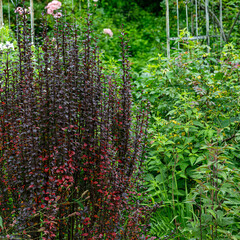 暑さに耐える植物たち