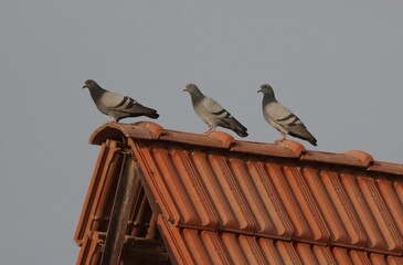 Three doves standing on a brick wall