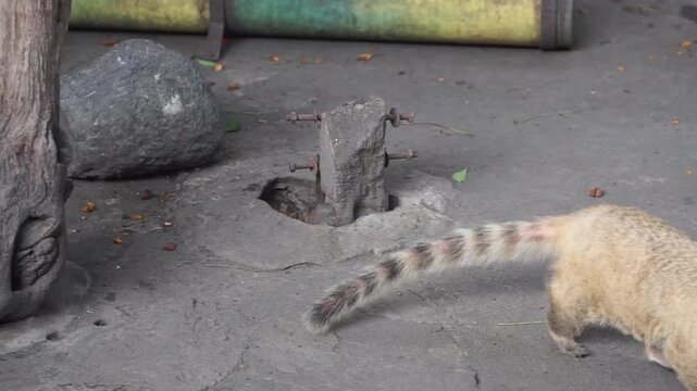 4K video recording South American ring-tailed coati (Nasua nasua) walking on a tree branch