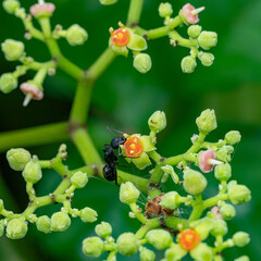 暑さに耐える植物たち