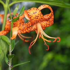 暑さに耐える植物たち
