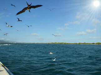 some sea birds flying in the caribbean sea