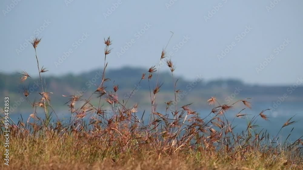 Poster the grass sways in the wind with the bokeh of the lake in the background. shapes, patterns and abstr
