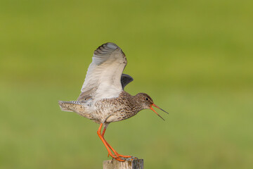 Common redshank or redshank - Tringa totanus in breeding plumage landing on post in fence at green background. Photo from Sæberg in Iceland.
