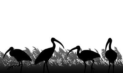 Silhouette illustration of ibises standing in front of reeds isolated on transparent background 