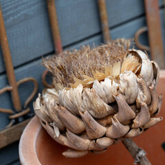 暑さに耐える植物たち
