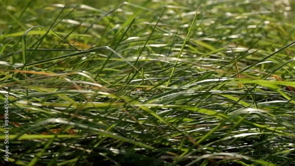 Poster the weeds swayed irregularly in the wind. abstract shapes, patterns and techniques. footage 4k,60fps