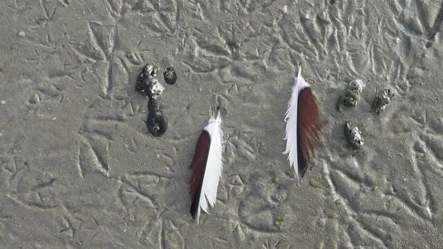 Sandbank is trampled by legs of wild birds, Prints of legs are mainly of shelducks (Tadorna tadorna). Beautiful feathers are scattered because molting (March), litter is because feeding place