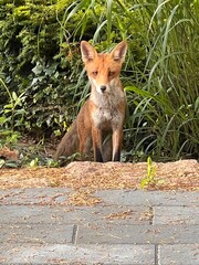 Fuchs sagt guten Morgen - Fox says morning