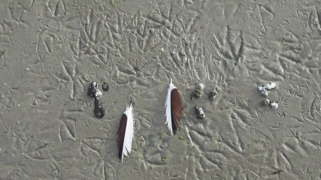 Sandbank is trampled by legs of wild birds, Prints of legs are mainly of shelducks (Tadorna tadorna). Beautiful feathers are scattered because molting (March), litter is because feeding place