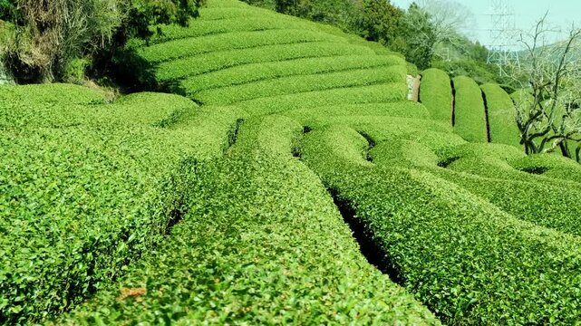 Landscape view of tea plantation on mountain hill in Japan.