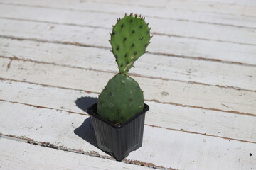 Opuntia humifusa Point Pelee Ontario Kanada kaktus