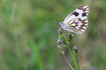 butterfly on a flower