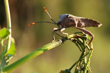 Stink bug 
