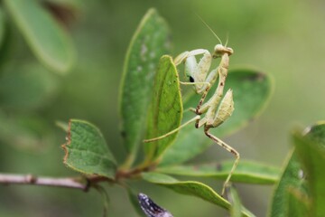 praying mantis on leaf