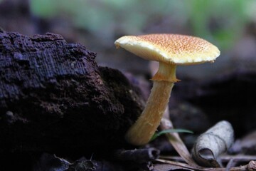 mushrooms in the forest